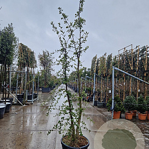 Quercus suber 200-250 cm cont. 70L meerstammig