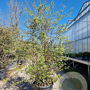 Quercus suber 200-250 cm cont. 70L meerstammig