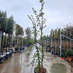Quercus suber 200-250 cm cont. 70L meerstammig