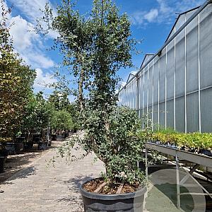 Quercus suber 250-300 cm cont. 125L meerstammig