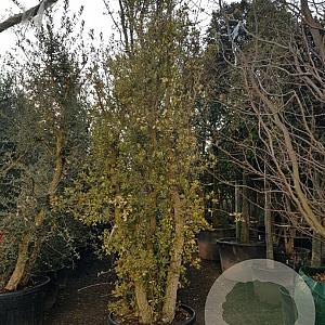 Quercus suber 250-300 cm cont. 125L meerstammig
