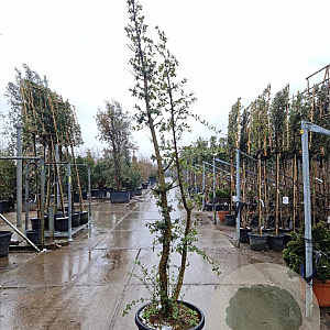 Quercus suber 250-300 cm cont. 70L meerstammig