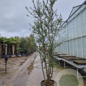 Quercus suber 250-300 cm cont. 70L meerstammig