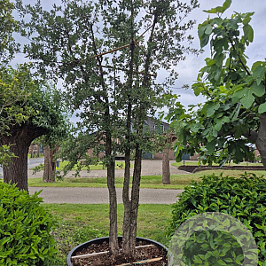 Quercus suber 300-350 cm cont. 600L meerstammig
