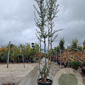 Quercus suber 300-350 cm cont. 70L meerstammig