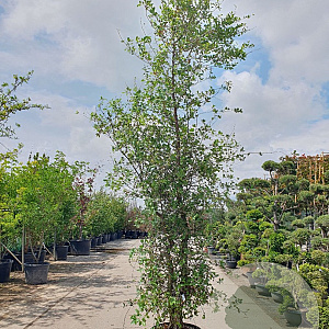 Quercus suber 300-350 cm cont. 95L meerstammig