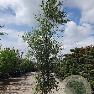 Quercus suber 300-350 cm cont. 95L meerstammig
