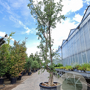 Quercus suber 350-400 cm cont. 175L meerstammig