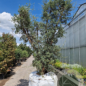 Quercus suber 350-400 cm draadkluit meerstammig