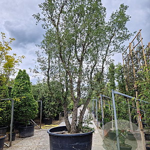 Quercus suber 450-500 cm cont. 750L meerstammig