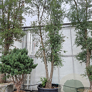Quercus suber 50 cm stam draadkluit 80-100