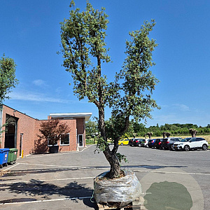 Quercus suber 70 cm stam container 8-10