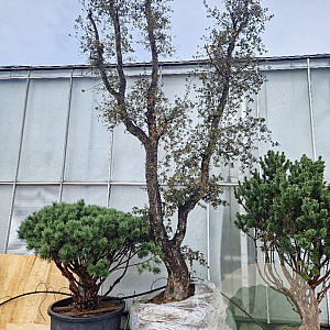 Quercus suber 70 cm stam container 8-10