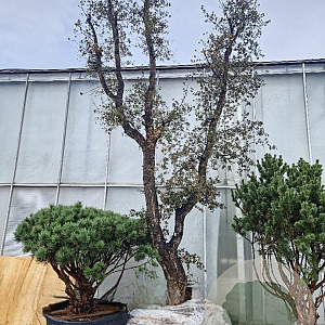 Quercus suber 70 cm stam container 8-10