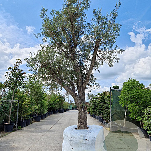 Quercus suber 70 cm stam draadkluit geknot