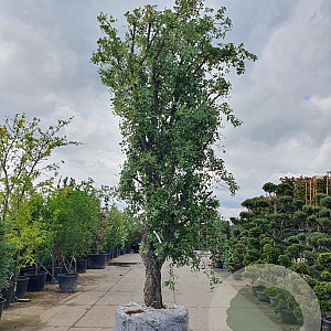 Quercus suber 80 cm stam draadkluit 60-80