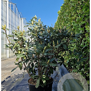 Rhododendron 'Catawb. Grandiflorum' 90-100 cm 25L