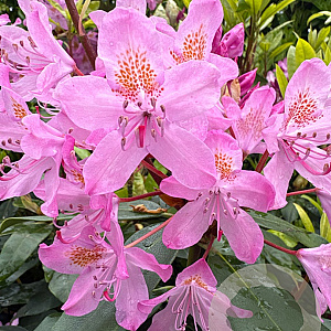 Rhododendron 'Catawb. Grandiflorum' 90-100 cm 25L