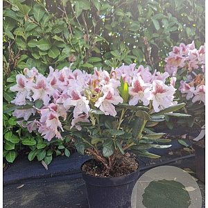 Rhododendron 'Cosmopolitan' 50-60 cm 7,5L