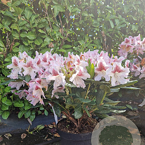 Rhododendron 'Cosmopolitan' 50-60 cm 7,5L
