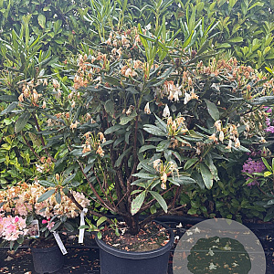 Rhododendron 'Cunningham's White' 100-120 cm 40L