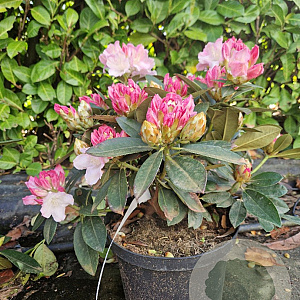 Rhododendron (Y) 'Kalinka' 30-40 cm 5,0L