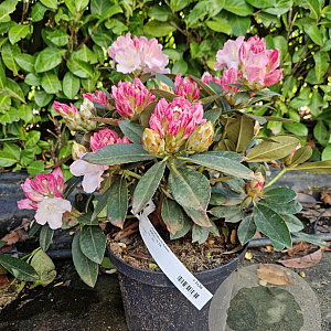 Rhododendron (Y) 'Kalinka' 30-40 cm 5,0L