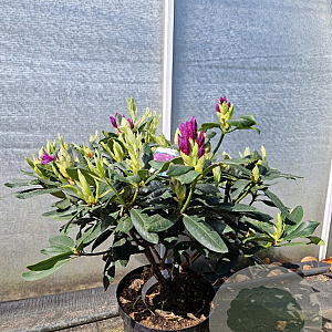 Rhododendron 'Lee's Dark Purple' 70-80 cm 10L