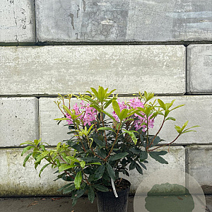 Rhododendron pont. 'Roseum' 50-60 cm 7,5L