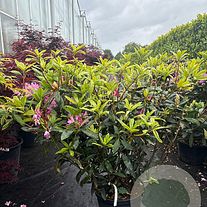 Rhododendron pont. 'Roseum' 70-90 cm 25L