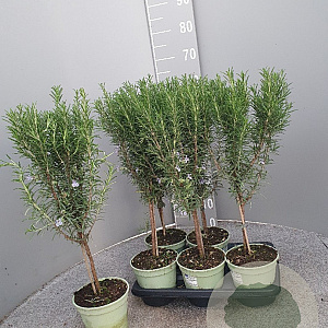 Rosmarinus officinalis GM P14 stam