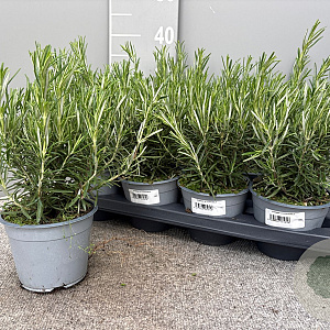 Rosmarinus officinalis P14