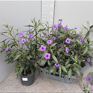 Ruellia brittoniana gm 4,0L