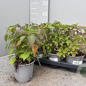 Salvia elegans 'Scarlet Pineapple' P14
