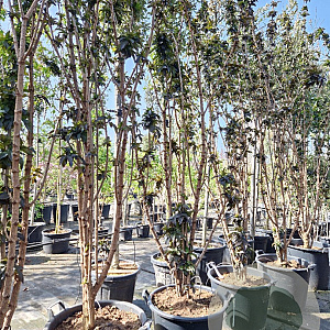 Sambucus nigra Black Tower 200-250 cm container solitair