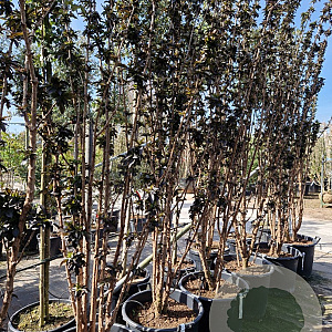 Sambucus nigra Black Tower 250-300 cm container Multistam