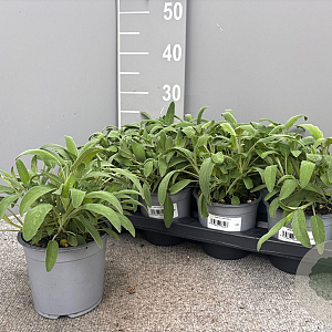 Salvia officinalis P14