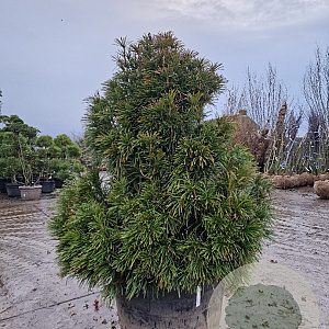 Sciadopitys verticillata 120-140 cm container spiraal