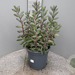 Senecio crassissimus GM 9L