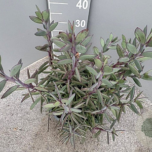 Senecio crassissimus GM 9L