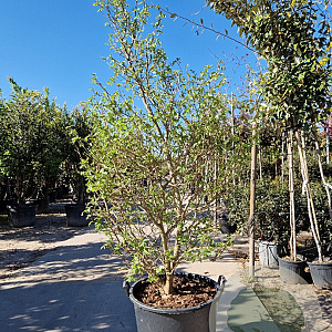 Styrax jap. 'Issai' 250-300 cm container meerstammig