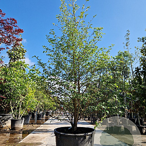 Styrax jap. 'Issai' 250-300 cm container meerstammig