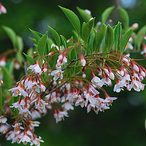 Styrax jap. 'Pink Chimes' 250-300 cm container meerstammig