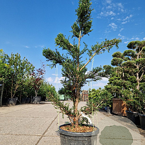 Taxus baccata 140-160 cm 45L bonsai