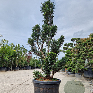 Taxus baccata 140-160 cm 45L bonsai