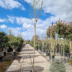 Tamarix ramos. 'Rubra' 200 cm stam container 8-10
