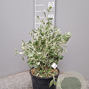 Teucrium fruticans 30-40 cm 3,0L