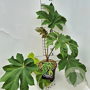 Tetrapanax papyrifer 'Rex' 60-80 cm 10L