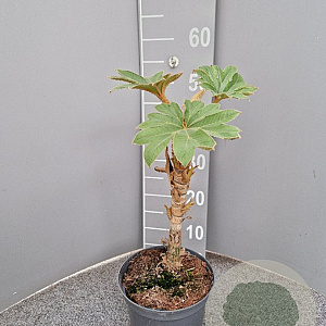 Tetrapanax papyrifer 'Rex' GM C3