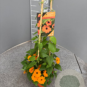 Thunbergia alata 70 cm 3,0L piramide